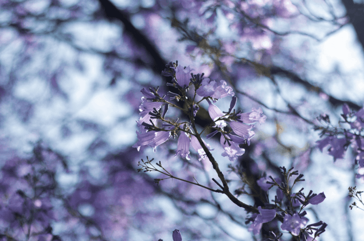 Les fleurs des jacarandas au Mexique