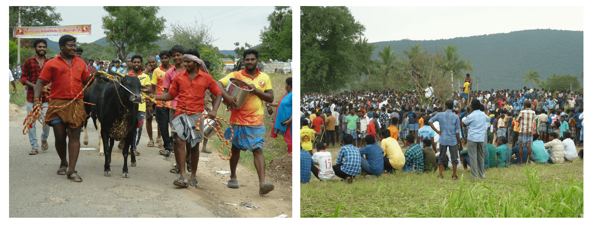 jallikattu tamil nadu kollamedu 2020