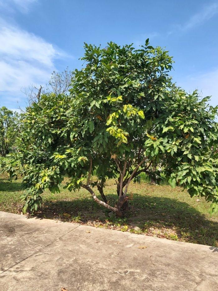 Jambosier dans la station d’expérimentation agricole de Veal Régn, province de Sihanoukville