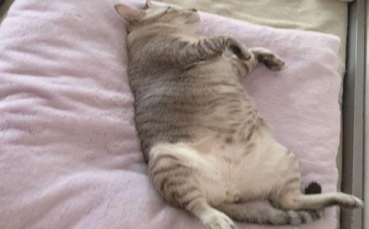 Kim Lim recueille de chats dans son refuge privé.