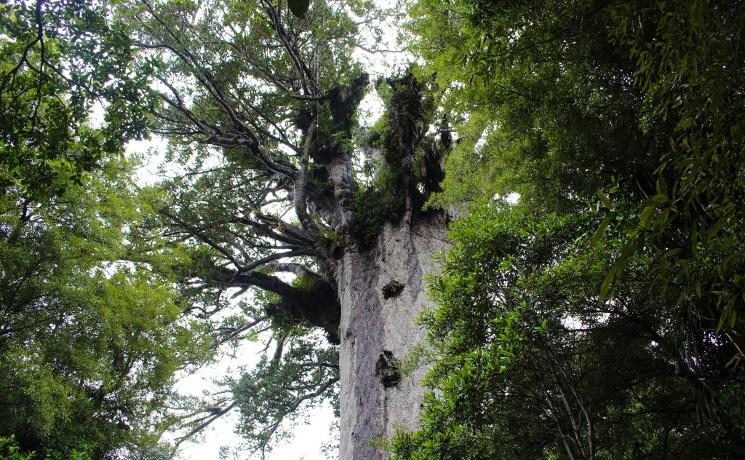 KAURI TREE