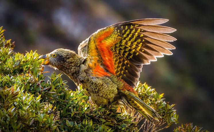 kea perroquet montagnard