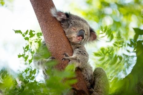 un koala en australie 