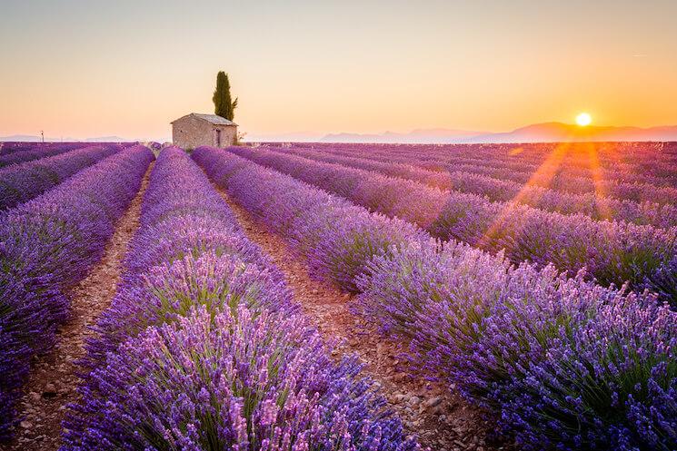 Champs de lavande en Provence, France