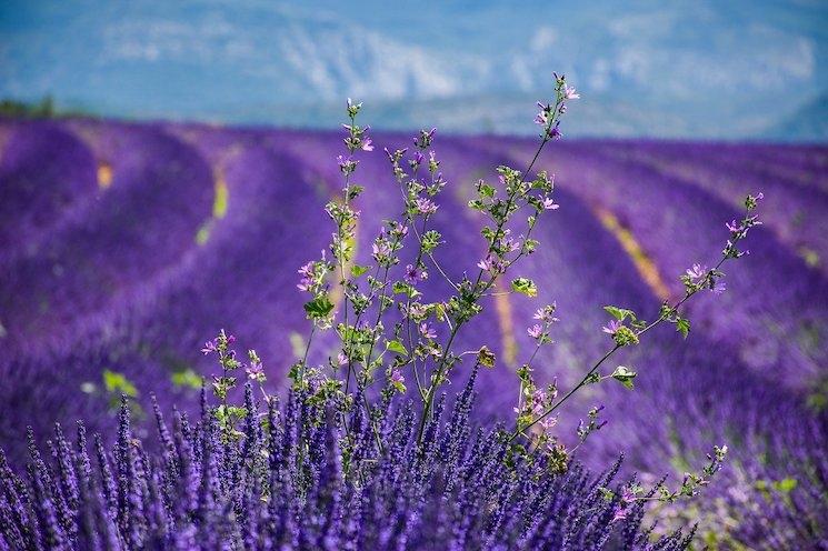 Paysage de lavande dans le sud de la france