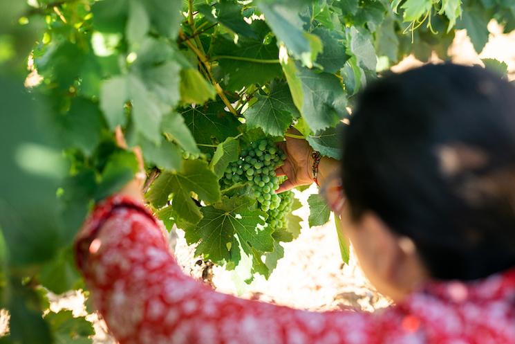 Les vignes les jamelles