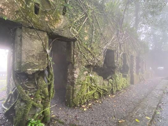 les racines étranglent les murs des villas de Ba Vi 