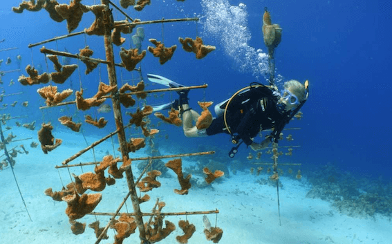Luc Hardy fait de la plongée