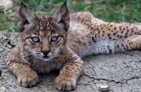 bébé lynx ibérique