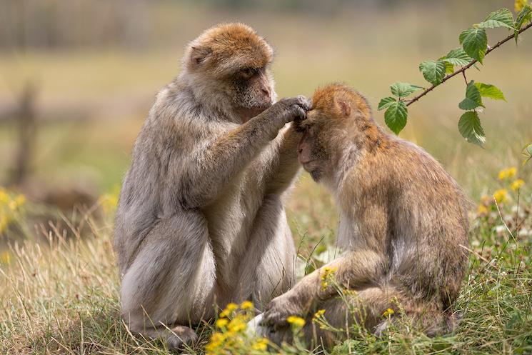 macaque de barberie au Zoo de Lumigny