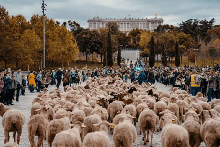 des moutons a madrid