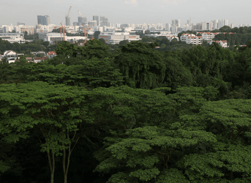 forêt de maju à Singapour