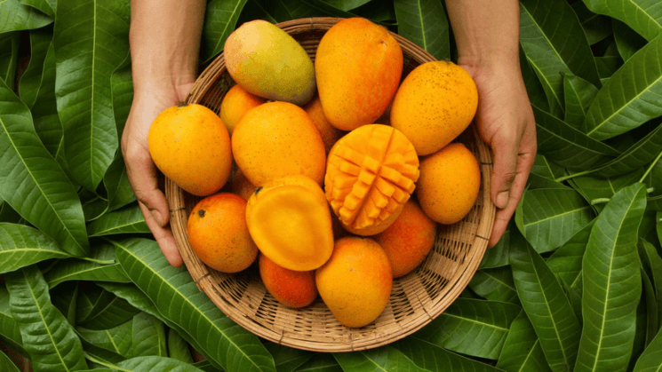 Mancurad mangoes