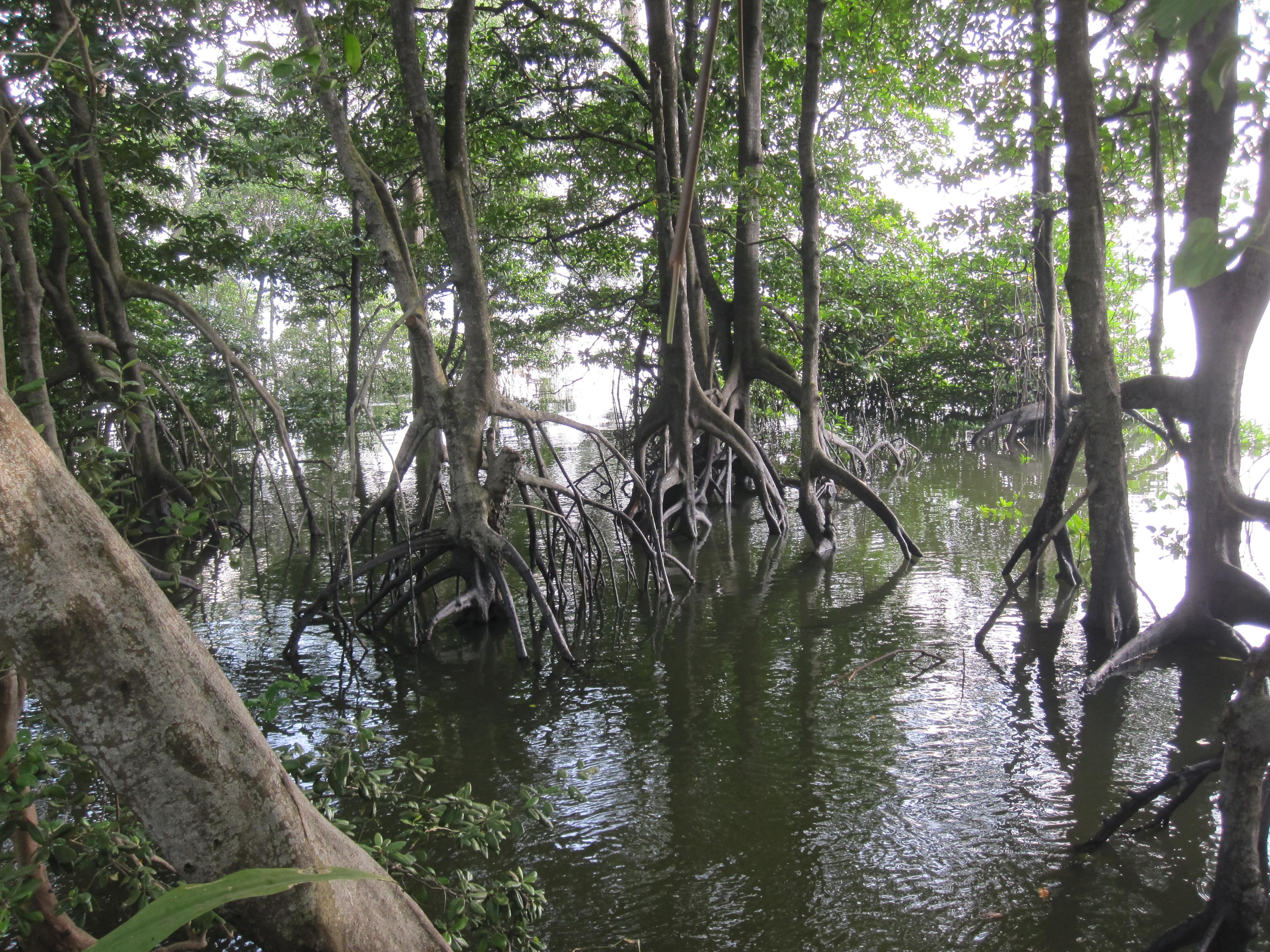 singapour balade nature sungei buloh