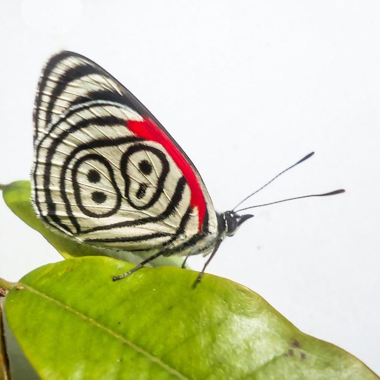 Un papillon blanc aux motifs géométriques noirs et rouges