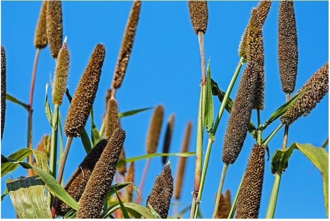 Un champ de millet en Inde