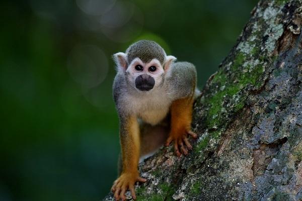 Le saïmiri du Pérou, un petit singe écureuil d’Amazonie