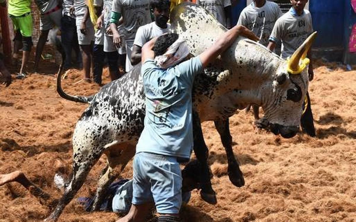 madurai jallikattu india sport spectacle taureaux 