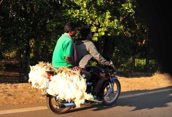 Transport de poules à moto