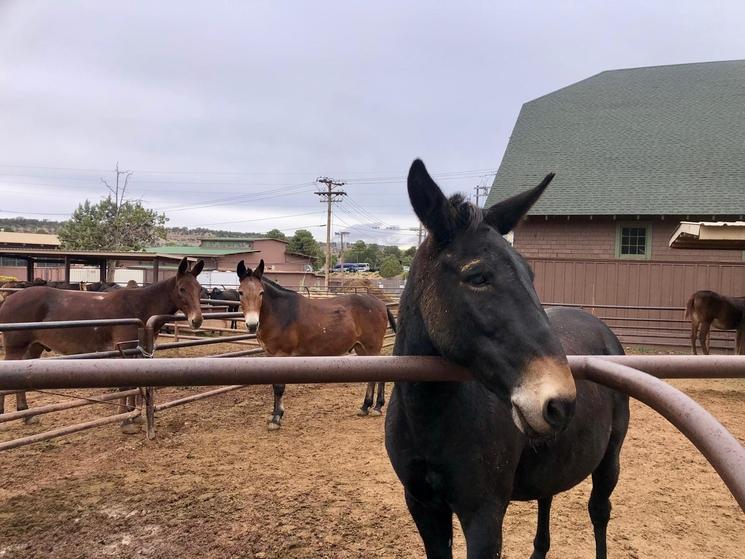 mules grand canyon