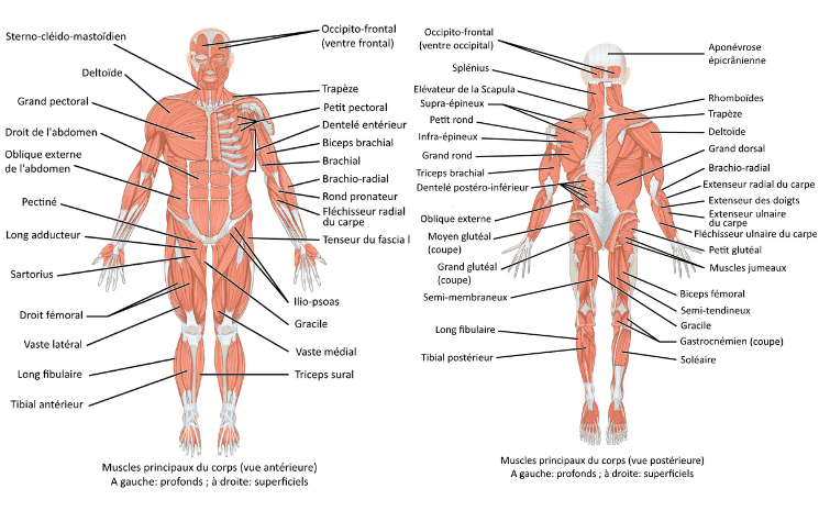 muscles du corps humain