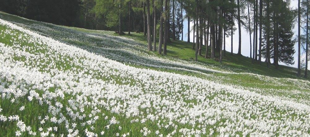 prairie-des-narcisses