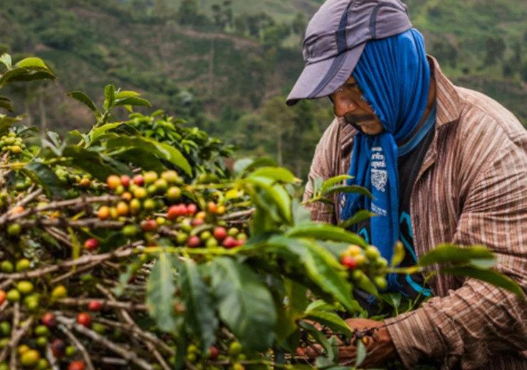 Nescafé veut développer l’agriculture générative au Vietnam