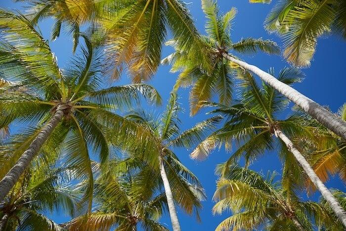 palmiers et ciel bleu