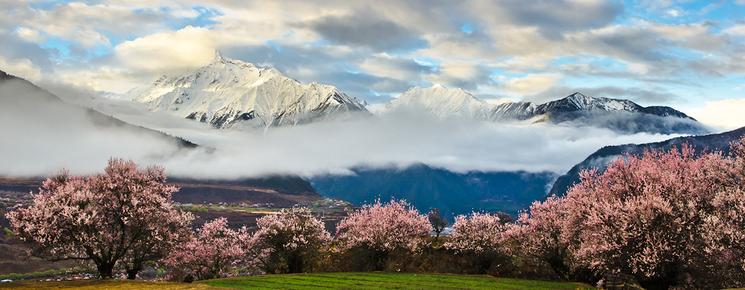 floraisons-chine-cerisiers-sakura