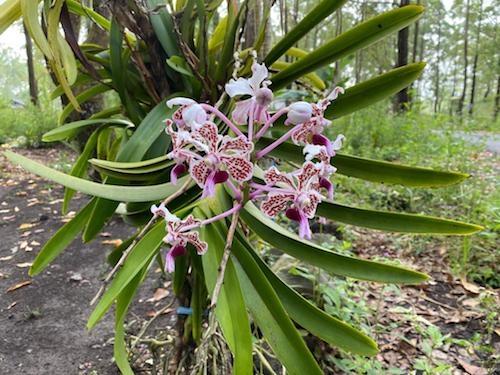 orchidee sauvage Batur