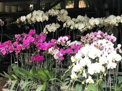 Orchidées