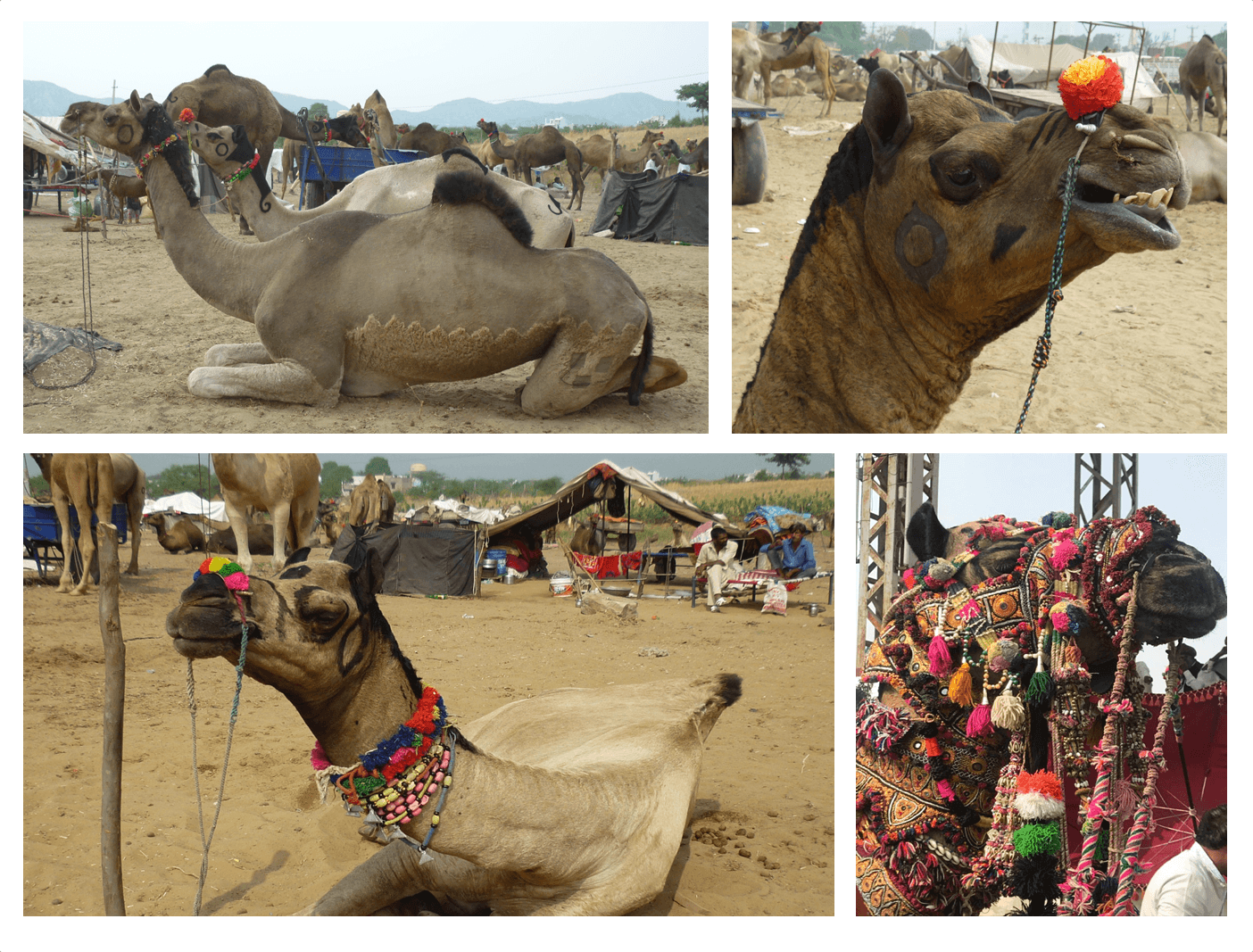 chameaux inde dromadaires foire rajasthan