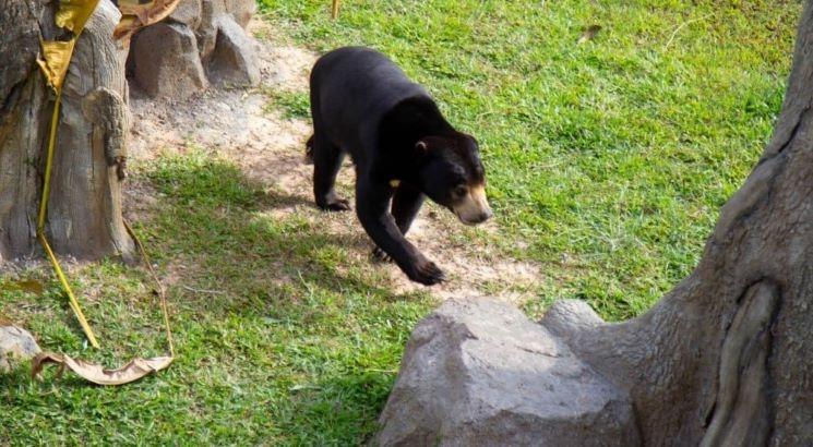 ours zoo angkor