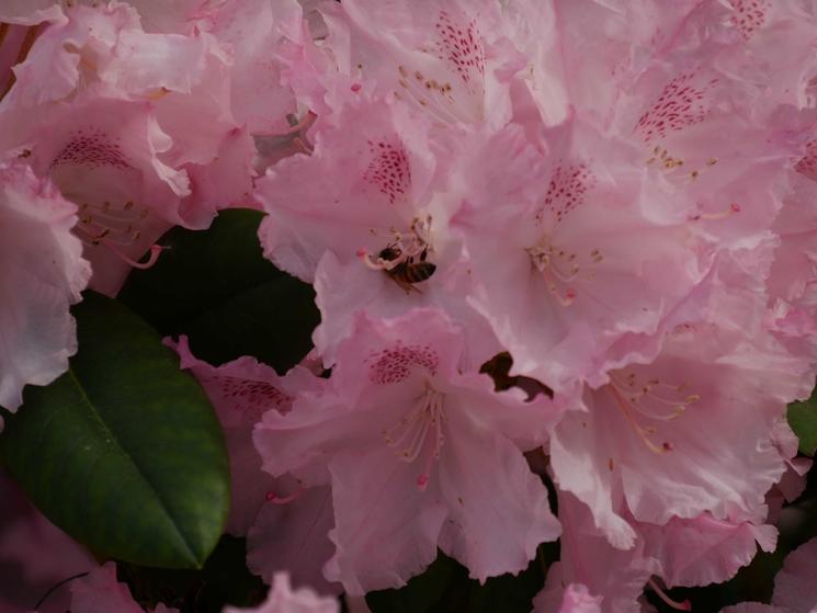 Bosquet en fleurs 