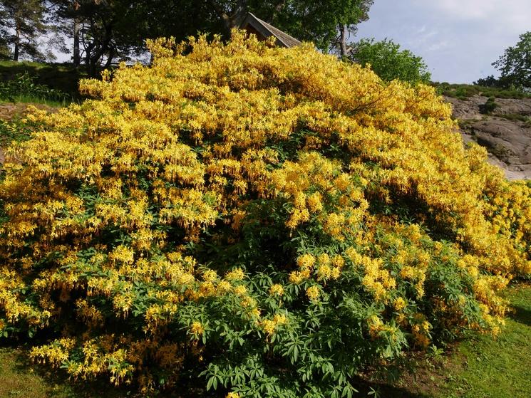 Bosquet de fleurs jaunes