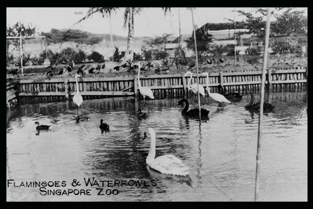 old Singapore zoo flamingoes