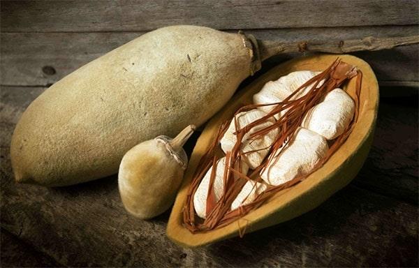 je déguste du pain de singe , le fruit qui vient du baobab