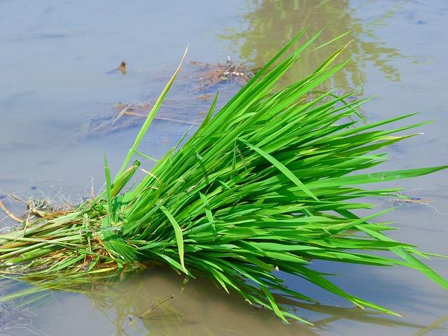 Paja de arroz