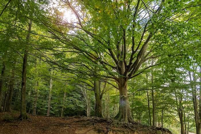 des arbres dans une forêt de la Communauté valencienne