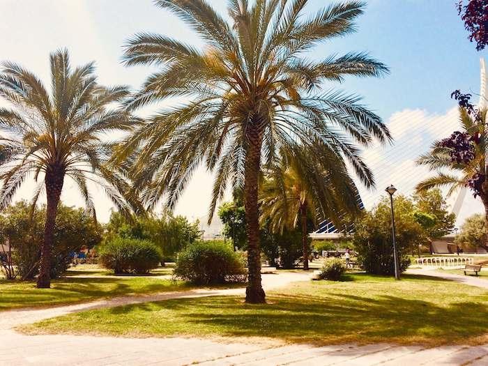 les jardins du turia avec des palmiers