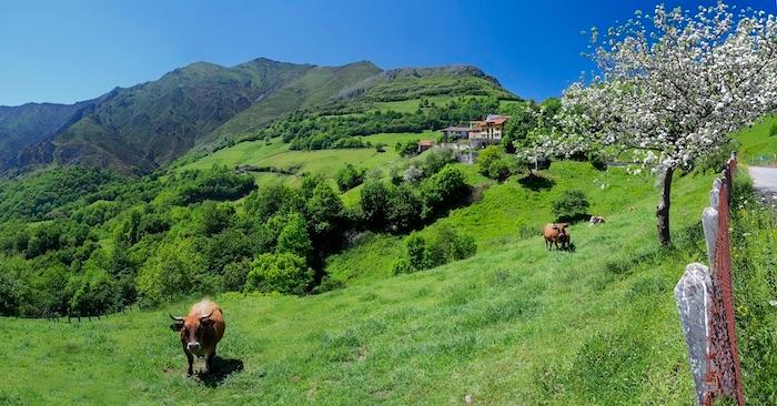 paysage typique des Asturies