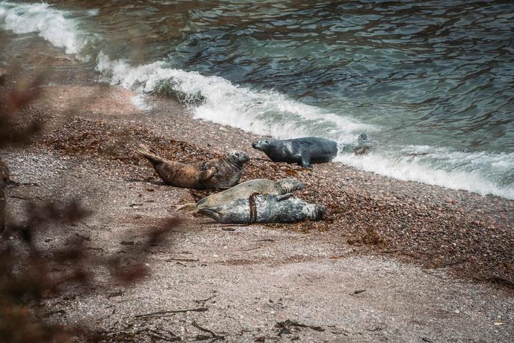 phoques en gaspésie 