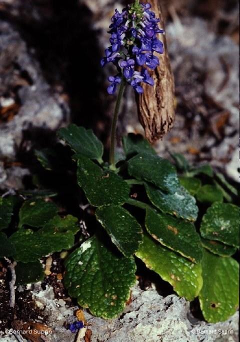 Plectranthus Forsteri