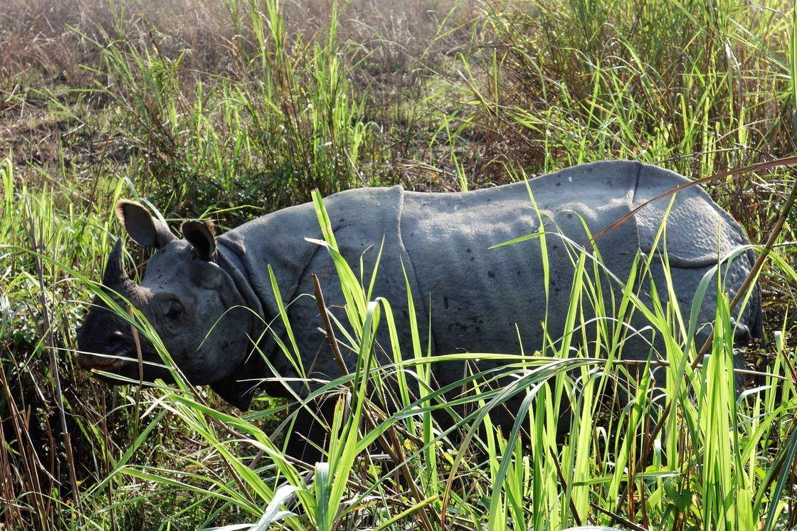 rhinocéros inde assam