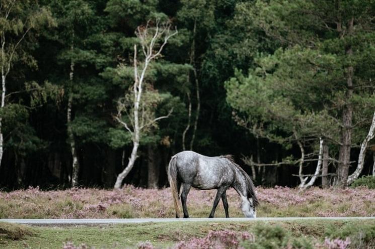 Un cheval broute de l'herbe, la forêt en arrière-plan