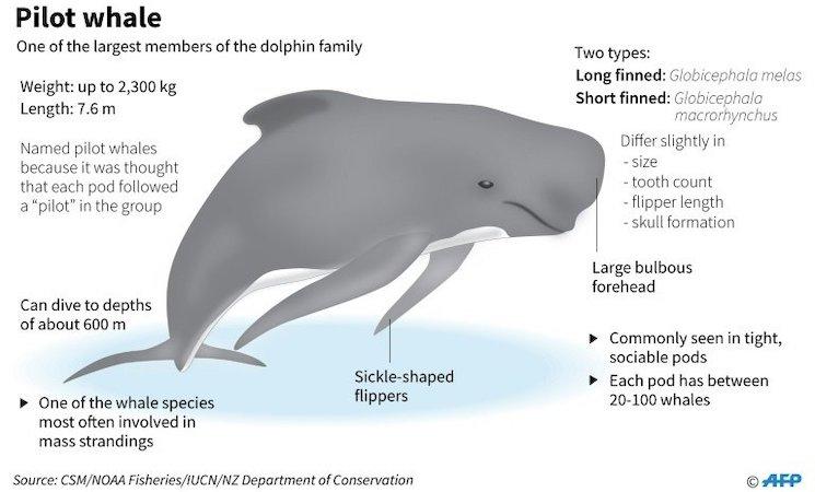 dauphins pilotes