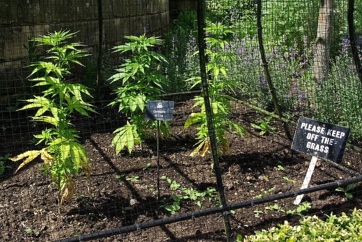 plan de cannabis au jardin des poisons