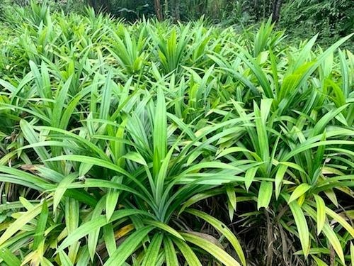 plante pandanus utilisation