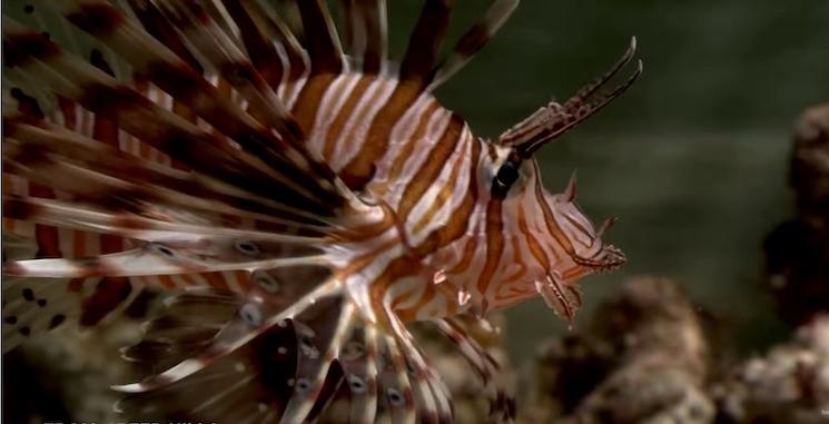 le poisson lion présent dans les eaux de Hong Kong