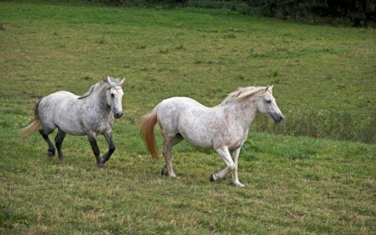 Poneys Connemara